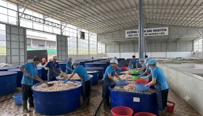 Những Con Ruốt Tươi Được Chọn Lọc - Nguyên Liệu Đầu Vào Để Tạo Nên Mắm Hải Nguyên